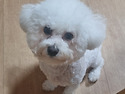 현 4~5살추정 비숑여아 찾습니다