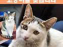 회사에서 키우는 마당냥이 고양이를 찾..