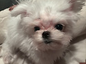 강아지 찾아여