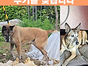 말리노이즈 개를 찾습니다. 한뼘정도 ..