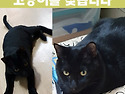 (고양이를 찾습니다) 창전삼성아파트 ..