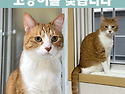 부산에서 고양이를 애타게 찾고있어요...