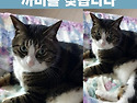 외출후 돌아오지 않는 고양이를 애타게..