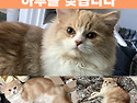 가출한 고양이를 애타게 찾고있어요. ..