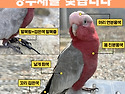 앵무새를 찾습니다 / 검정색 발목줄 한..