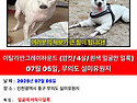 이탈리안 그레이 하운드 찾습니다