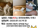 가출한 고양이를 찾습니다 (번동제일교..