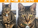 부산 양정동에서 실종된 고양이를 찾습..