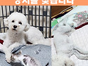 (강아지 실종신고) 비숑프리제 망치를 ..