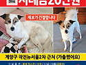 강아지를 찾습니다 / 노견 금동이 / ..