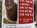 이사중 실종된 고양이를 찾습니다. 주..