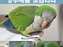 이동장 문이 열려 날아간 앵무새를 찾..