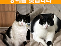【고양이를 찾습니다】 집에 화재가 나..