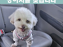 (강아지 실종신고) 실버푸들 구찌를 찾..