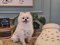 찾아요.... 포메라니안 강아지