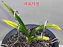 황산반