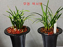 특 단엽 백서반 색두화 2분