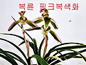 핑크 복륜복색화