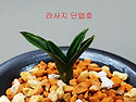 단엽 산반호