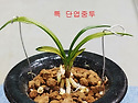 특 단엽중투