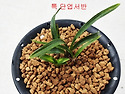 특 서반단엽