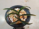 신라 4촉