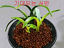 특이한 서반단엽