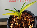 특 단엽 금계산반