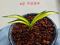 특 무명 단엽성중투