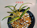 무명 산채원본 중투