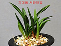 꽃 기대품 서반 장단엽