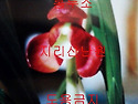 일생일란 홍두소