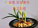 특 단엽호