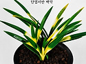 단엽서반 백악