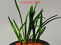 특 의령홍두