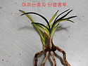 아끼는 종자
