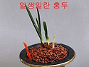 일생일란 홍두화 3촉