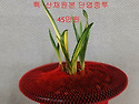 특 단엽중투 원본