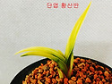 특 황산반 단엽