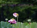 2026년7월 출사- 부여에서