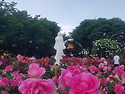 [중랑천 장미터널]