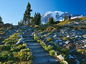 *10/30/2024, 정기산행팀 안내 - Skyline Trail Loop(Mt. Rainier)*