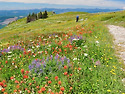 *7/15/2026, 수요일 정기산행 안내, Hurricane Ridge*