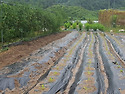 폭염에 최대한 늦게 심은 ..