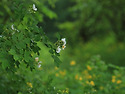 찔레꽃