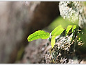 고란초