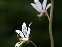 백선