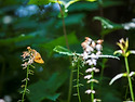 단풍취