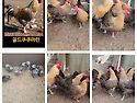 관상닭 여러품종 분양합니..