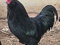 관상닭 블랙아메라우카나 ..
